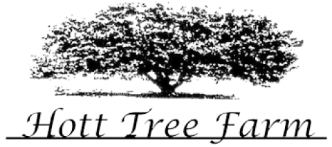 Minimalist tree design with company name